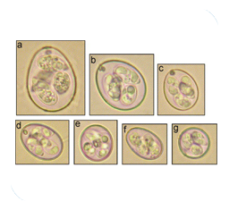 Seven species of genus Eimeria